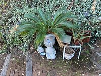 Wide shot of large white urn pot with palm-like plant surrounded by smaller pots, garden statues, crate, white metal stand, green wooden chair.