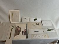 Overview photo showing 11 antique watercolor and pencil botanical sketches and studies laid out against a fabric background.