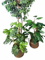 Three artificial silk plants in pots of different sizes; large plant with split green leaves in beige pot and two smaller plants with broad leaves in woven baskets.