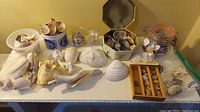 Full view of the collection of seashells and rocks arranged on a table including large conch shells, jars with shells, and some small rocks.