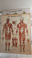 Photo showing the muscular system anatomical chart by Peter Bachin, depicting front and back views of human musculature with associated muscle groups and labels.
