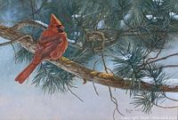 Close-up of red cardinal perched on pine branch with snow, signature visible at lower right.