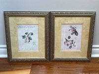 Full view of the pair of framed botanical art prints side by side against a light wall, showing overall size and condition.