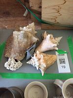 Four sea shells and white coral displayed on a green surface with lot card