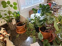 Four potted plants on a countertop, showing the variety including a round-leaf Peperomia and trailing plants in terracotta pots and black pot.