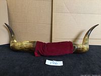 Pair of southwest bull horns shown attached together with red fabric at base, approximately 36 inches wide