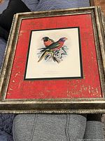 Framed vintage ornithological parrot print showing the full piece including frame and mat