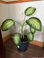 Front view showing large variegated leaves of the Dieffenbachia plant in textured dark ceramic planter.