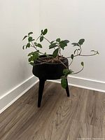 Ficus Retusa bonsai plant with green leaves in black pot with three legs stand placed on a wooden floor.