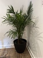 Live mature palm tree plant in black pot placed on floor indoors with wood floor and white walls.