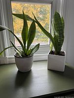 Two live snake plants placed on a flat green surface near a window, showing overall look and plant health.