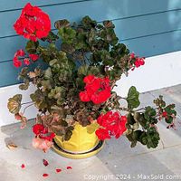 Live Gardinia plant with red flowers in yellow planter on concrete floor with blue siding background.