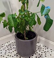 Full view of the lemon tree plant showing the large gray pot and the green leaves of the plant with some curling.