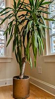 Full view of spineless Yucca plant with long narrow leaves and thick trunk in brown cylindrical planter, located indoors near window with light coming through.