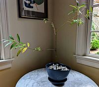 Pussy Willow Salix discolor plant in black IKEA planter on a round marble table near window. Plant has some green and yellowing leaves. Soil top covered with white stones.