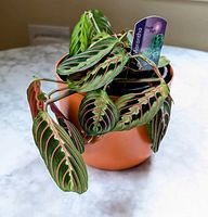 Red Maranta Prayer Plant with green leaves detailed with red veins, sitting in orange terracotta-colored pot on marble surface.