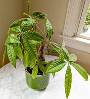 Money Tree plant with braided stems and healthy green leaves in medium green pot on marble table by window.