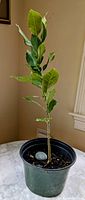 Small lemon plant with multiple green leaves in black nursery pot, placed on white surface near a window
