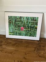 Front view of mounted wetland photograph showing the pink water lily and green reeds