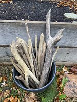 Photo showing beaver chewed wooden branches arranged in a black bucket outdoors, displaying different shapes and textures.