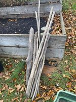 Lot of six beaver chewed branches displayed upright leaning against garden beds outdoors on grass and leaf-covered ground. The branches vary in thickness and shape, showing natural wear and chewing marks.