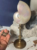 Photo showing the nautilus shell on a brass stand and the small bronze Chester Terrier dog sculpture held in hand for scale.
