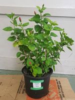 Full view of the hibiscus plant in a black plastic pot with multiple stems, green leaves, and several flower buds both open and unopened.