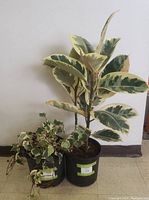 Two live plants together, a tall variegated rubber plant with broad leaves and a smaller ivy plant with trailing variegated leaves, both in black plastic nursery pots, against a plain white wall.