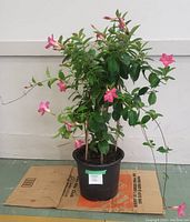Full view of the Mandevilla plant in its pot, showing its height and multiple pink flowers with unopened buds.