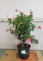Full view of the Mandevilla plant in a black plastic pot showing leafy green foliage and multiple pink flowers and buds.