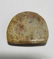 Top view of the 23.36ct fossil coral cabochon showing detailed floral fossil patterns with a glossy smooth surface.