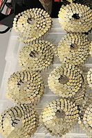 Image showing eight tightly coiled rolls of brad nails arranged inside a plastic container.
