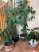 Four potted plants grouped on tiled floor by stair railing