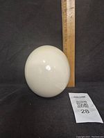Front view of ostrich egg standing vertically next to a ruler for scale showing the smooth and glossy white surface.