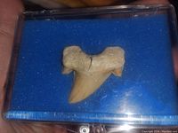 Fossilized shark tooth displayed inside a blue background protective plastic case.