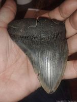 Close-up view of the front side of the dark fossilized Megalodon tooth held in a hand showing the texture, ridges, and minor chip.