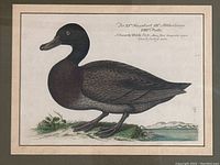 Close view of the lithograph image showing the full duck, landscape base and text identifying the species.