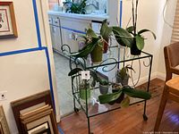 Full view of green metal and glass rolling plant table holding orchid pots with visible plants and table structure