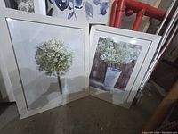 Two white-framed floral pictures side by side — one with a single white flower head and the other with flowers in a vase.