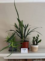 Three potted plants on a white fireplace mantle: Aloe Vera, Snake Plant, and Christmas Cactus.