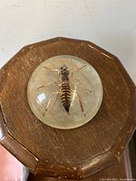 Top view of Wellington Tree Weta encased in clear Lucite paperweight on wooden background.