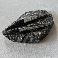 Top view showing two black and white polished Orthoceras fossils on a rough black stone base.