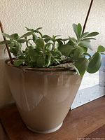 Side view of jade plant with oval green leaves in tan ceramic pot
