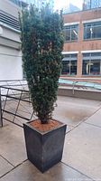 Tall black square concrete planter with tall green evergreen plant in urban outdoor environment.