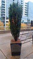 Full view of tall rectangular concrete planter with an evergreen plant, placed outdoors on a balcony or terrace with buildings in the background.