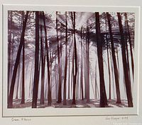 Close-up of framed signed photograph showing tall trees with fog and light rays.