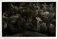Close-up of the photographic print showing the detailed wooded landscape with a highlighted tall tree and photographer's signature at bottom right.