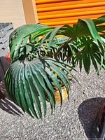 Close-up photo of artificial plant with large palm-like green leaves in a yellow woven basket-style pot outdoors.