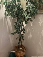 Full artificial ficus tree with variegated leaves and dual trunks in wicker basket against a pale wall.