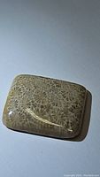 Natural square fossil coral cabochon showing beige fossil coral patterns on polished surface.